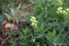 Biscutella auriculata