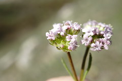 Valerianella pumila