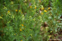Camelina microcarpa