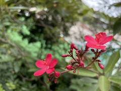 Jatropha integerrima