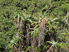 Aloe arborescens × ferox