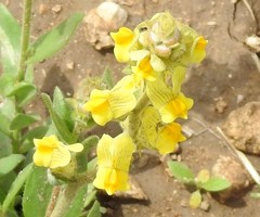 Linaria hirta