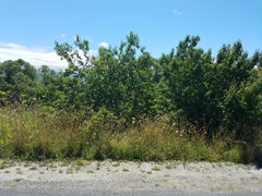 Prunus persica nucipersica