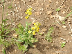 Linaria hirta