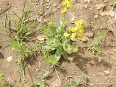 Linaria hirta
