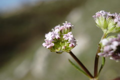 Valerianella pumila