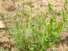 Asperula arvensis