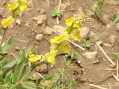 Linaria hirta