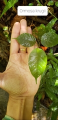Ormosia krugii