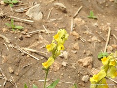 Linaria hirta
