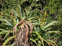 Aloe arborescens × ferox