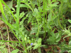 Sanguisorba verrucosa