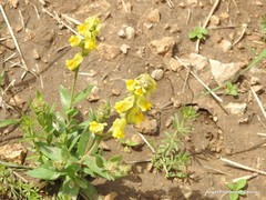 Asperula arvensis