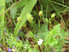 Sanguisorba verrucosa