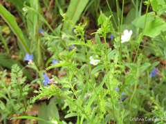 Sanguisorba verrucosa