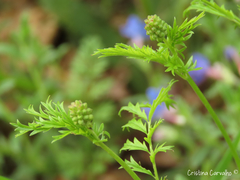 Sanguisorba verrucosa