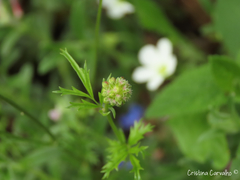 Sanguisorba verrucosa