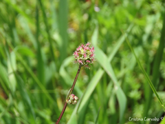 Sanguisorba verrucosa