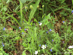 Sanguisorba verrucosa