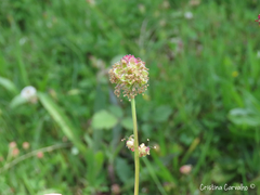 Sanguisorba verrucosa
