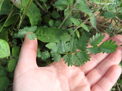 Sanguisorba verrucosa