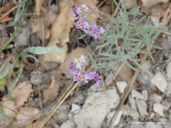 Matthiola fruticulosa