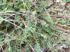 Hippocrepis scabra