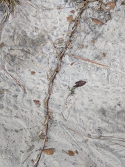 Eremochloa ophiuroides