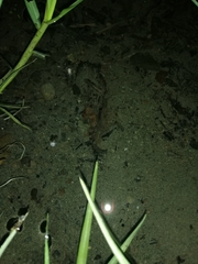 Gobiomorphus huttoni