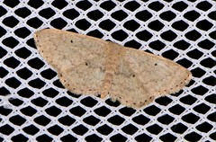 Scopula hypochra