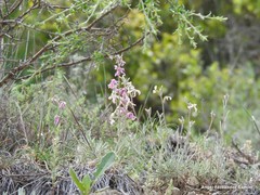 Matthiola fruticulosa