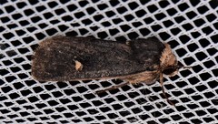 Proteuxoa testaceicollis