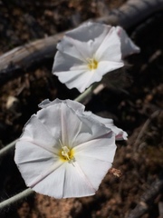 Convolvulus lanuginosus