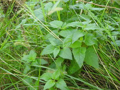 Teucrium vesicarium