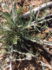 Convolvulus lanuginosus