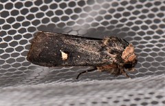 Proteuxoa testaceicollis