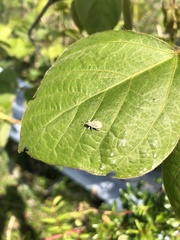 Eugnathus distinctus