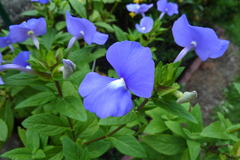 Achetaria azurea