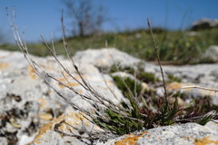Asperula supina