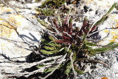 Asperula supina