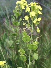 Biscutella auriculata