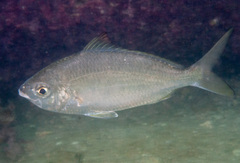Common Silver Belly photo 2
