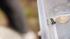 Microbatrachella capensis