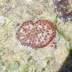 Watersipora subatra
