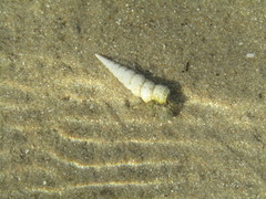 Turritella