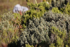 Grubbia tomentosa