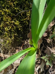 Allium decipiens quercetorum