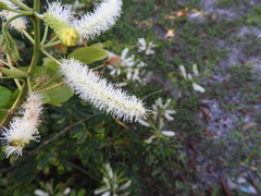 Mimosa caesalpiniifolia