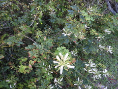 Mimosa caesalpiniifolia