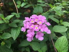 Lantana montevidensis